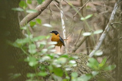 Cossypha dichroa dichroa