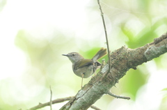 Camaroptera brachyura