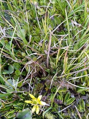 Ranunculus gracilipes