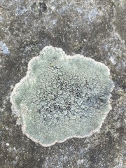 Pyrenodesmia atroalba