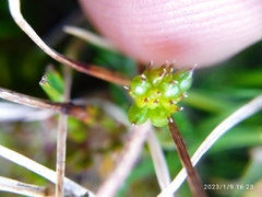 Ranunculus gracilipes