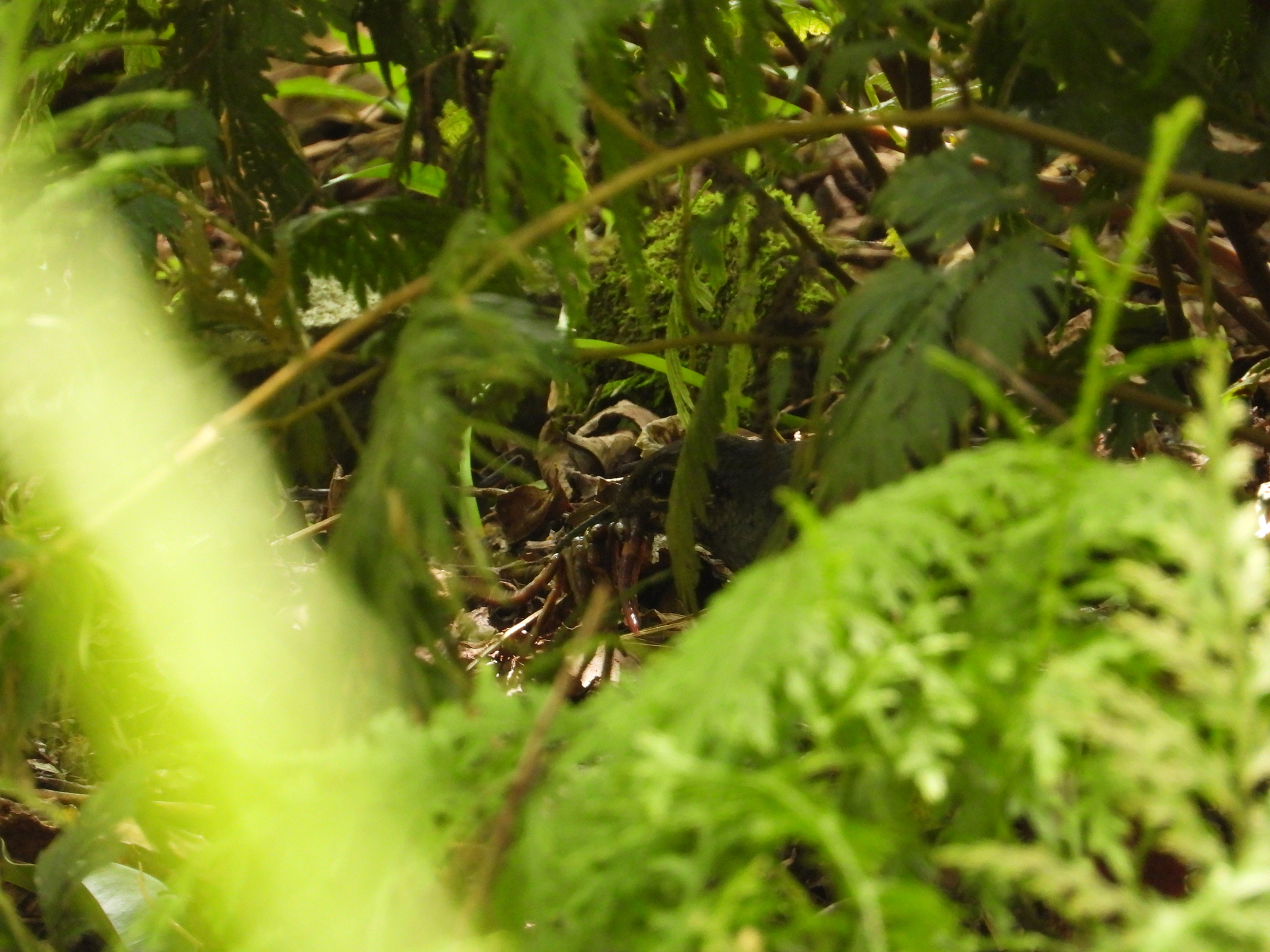 Sunda Thrush (Zoothera andromedae), photo 1