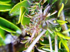 Ranunculus gracilipes