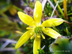 Ranunculus gracilipes