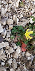 Potentilla verna