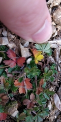 Potentilla verna