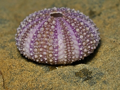 Heliocidaris erythrogramma