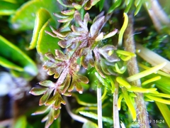 Ranunculus gracilipes