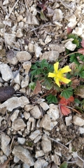 Potentilla verna