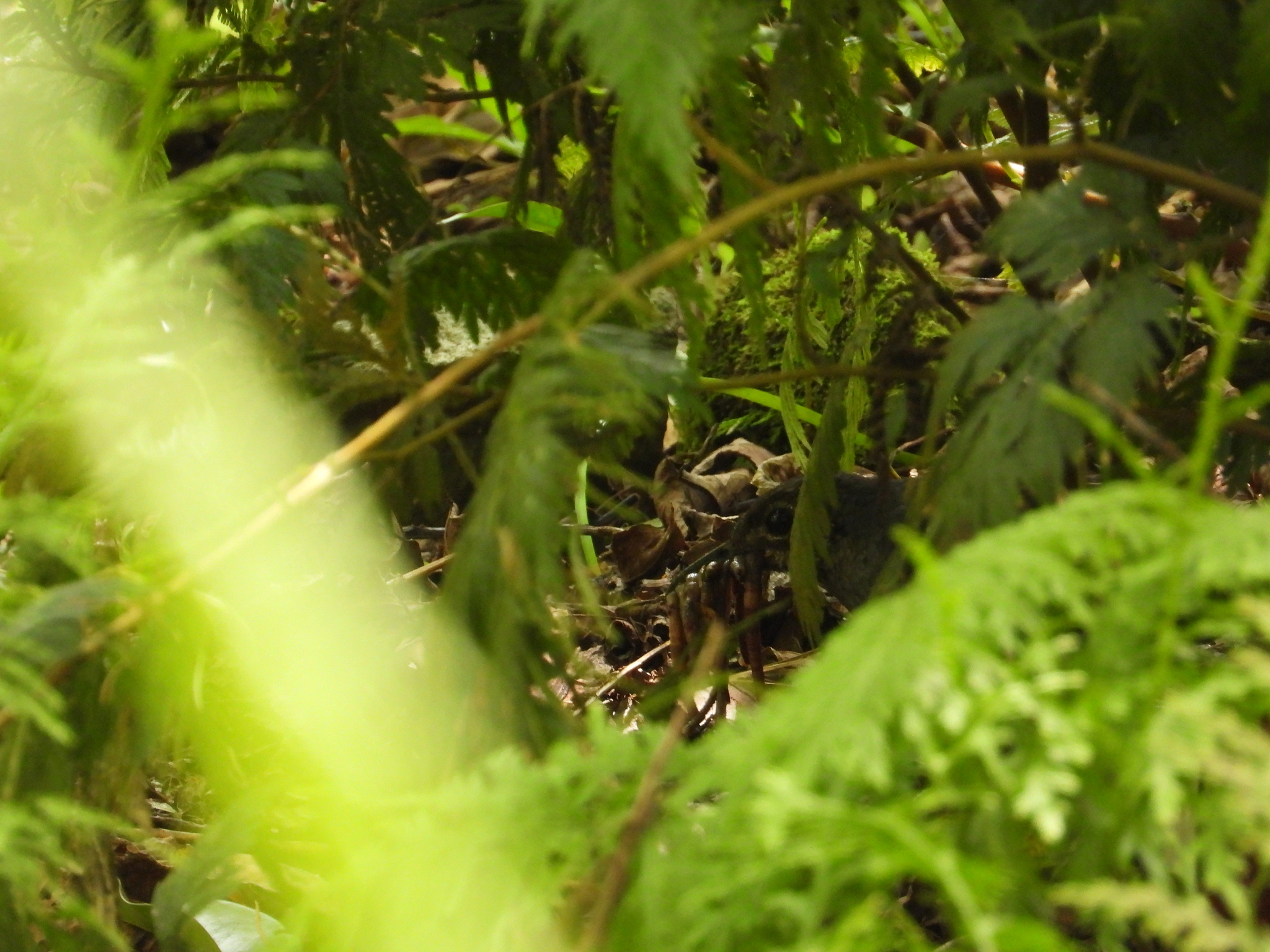 Sunda Thrush (Zoothera andromedae), photo 2