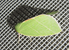 Bena bicolorana