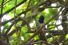 Trochocercus cyanomelas