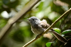 Trochocercus cyanomelas