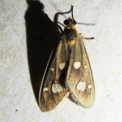 Dysauxes famula