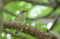 Pogoniulus pusillus
