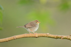Cisticola fulvicapilla