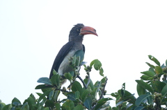 Lophoceros alboterminatus