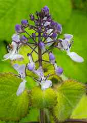 Plectranthus grallatus