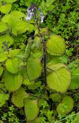 Plectranthus grallatus