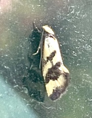 Olbonoma triptycha