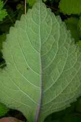 Plectranthus grallatus