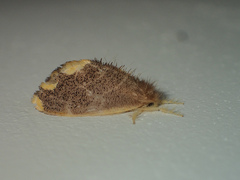 Orvasca subnotata