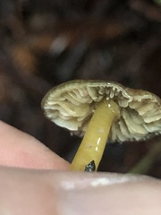 Gliophorus