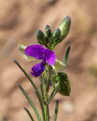 Polygala gracilenta