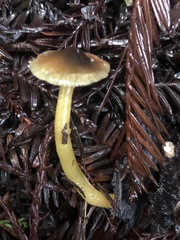 Gliophorus