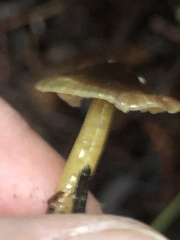 Gliophorus