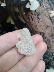 Favolaschia pustulosa