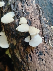 Favolaschia pustulosa