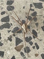Argoctenus