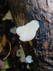 Favolaschia pustulosa