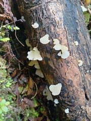 Favolaschia pustulosa