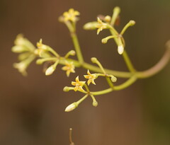 Parsonsia brownii