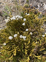 Veronica lycopodioides