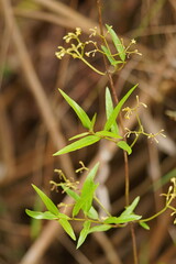 Parsonsia brownii
