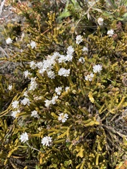 Veronica lycopodioides