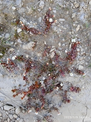 Epilobium tasmanicum