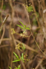 Parsonsia brownii
