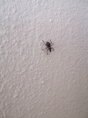 Metapocyrtus adspersus