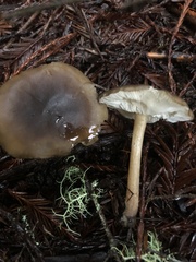 Melanoleuca melaleuca