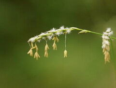 Tetrarrhena juncea
