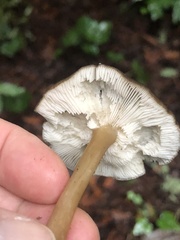 Melanoleuca melaleuca