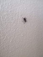 Metapocyrtus adspersus