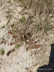 Epilobium tasmanicum
