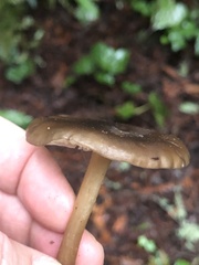 Melanoleuca melaleuca