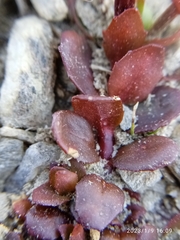 Epilobium tasmanicum