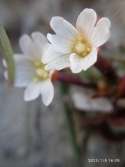 Epilobium tasmanicum